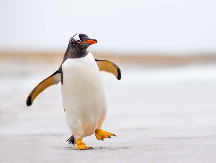 características do pinguim