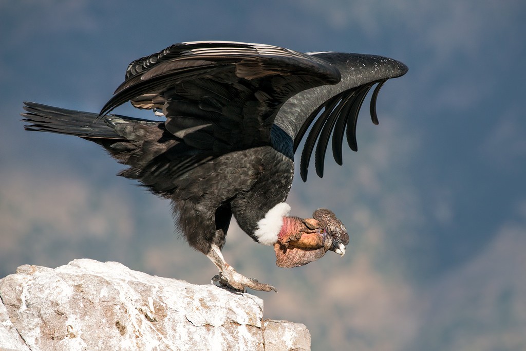 caracteristicas do condor andino