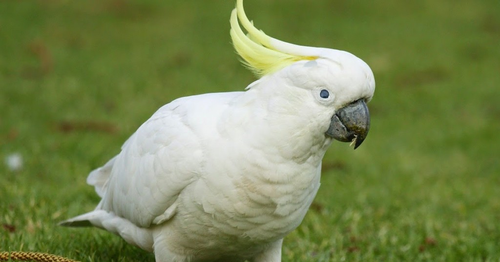 caracteristicas da cacatua