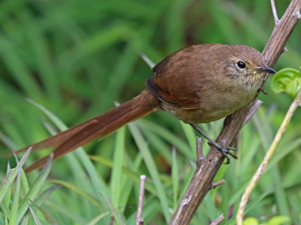 caracteristicas da garrincha chorona