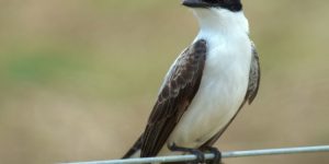 caracteristicas da tesourinha