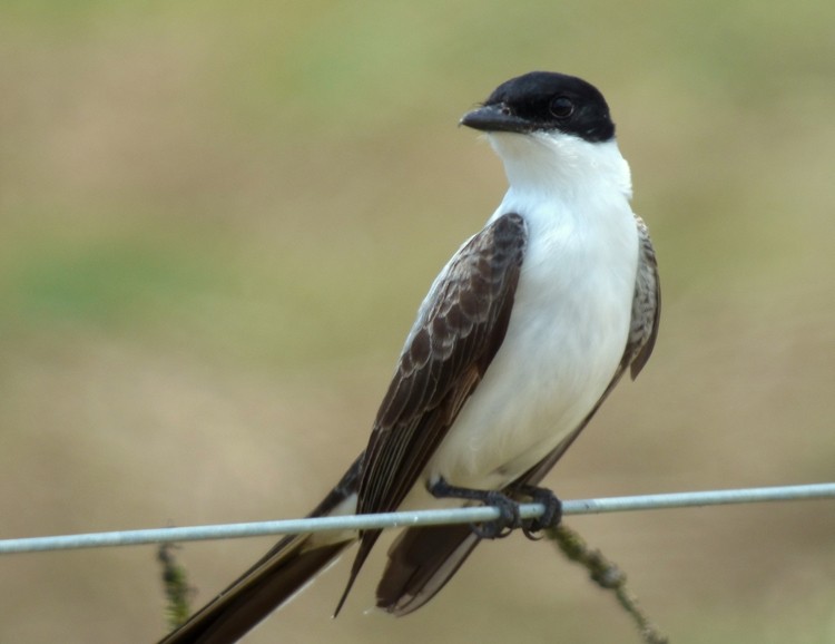 caracteristicas da tesourinha