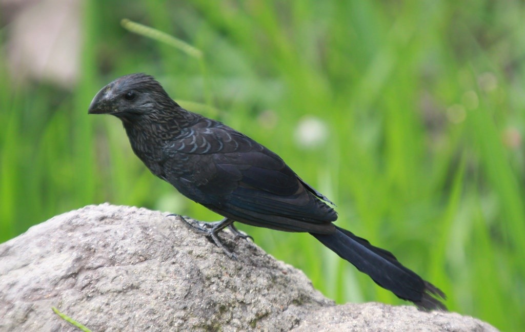 caracteristicas do anu preto