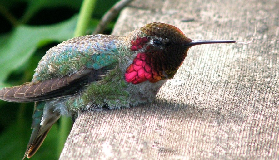 Beija Flor Alimentacao Caracteristicas Especies E Reproducao