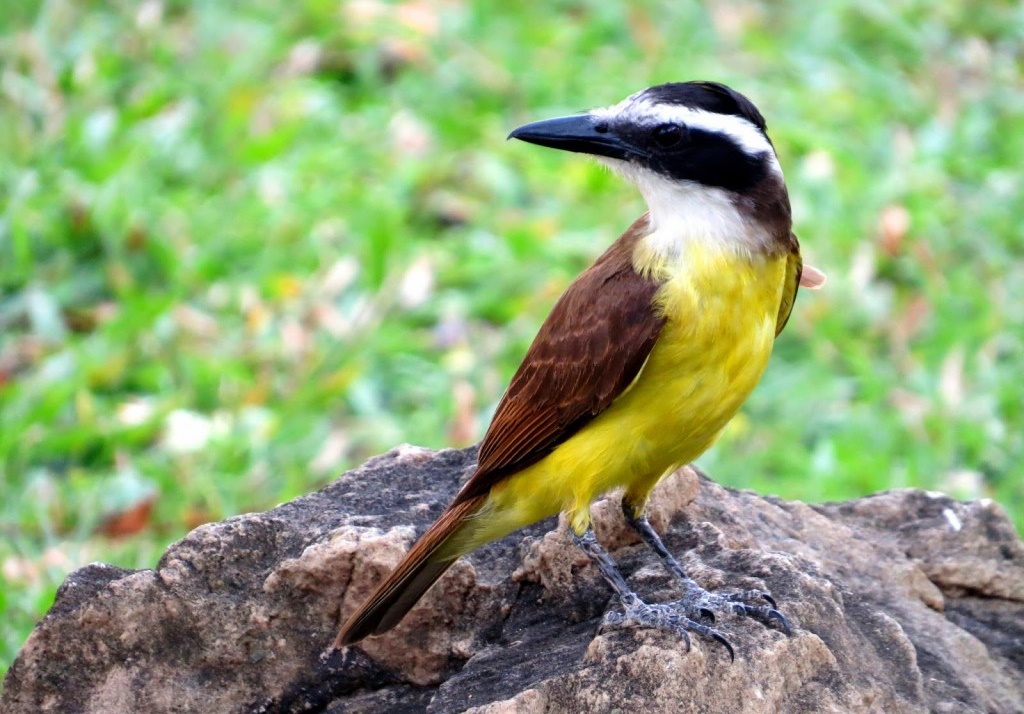 caracteristicas do bem-te-vi