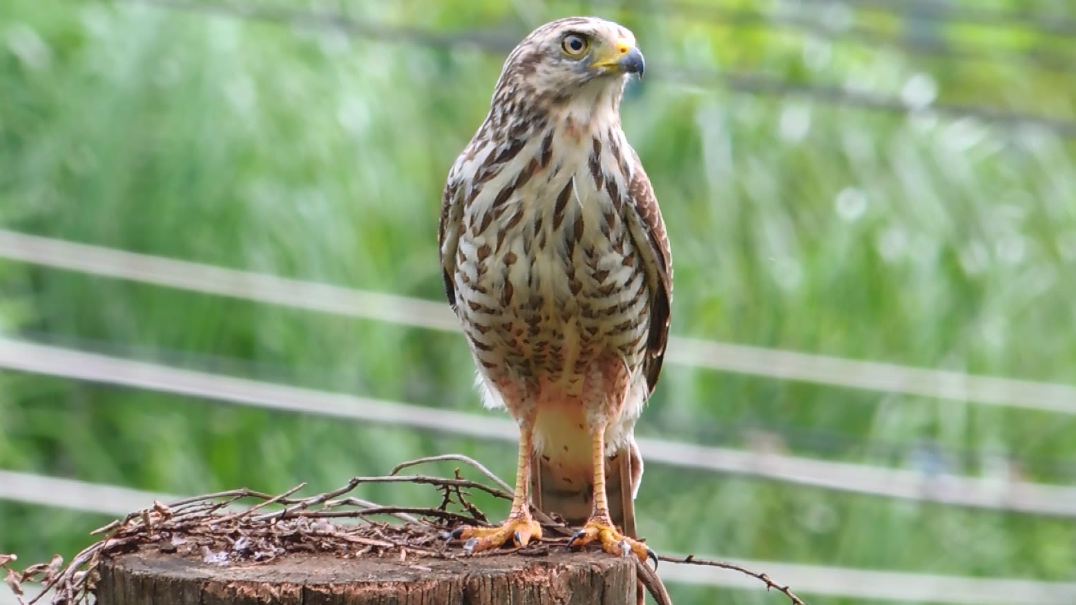 características do gaviao carijo