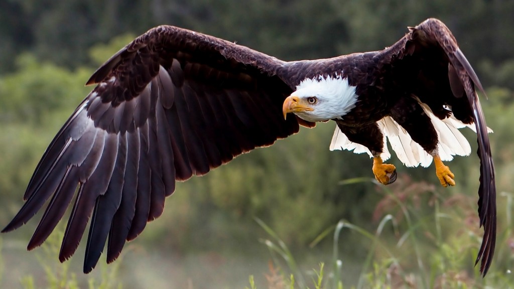 caracteristicas do gaviao