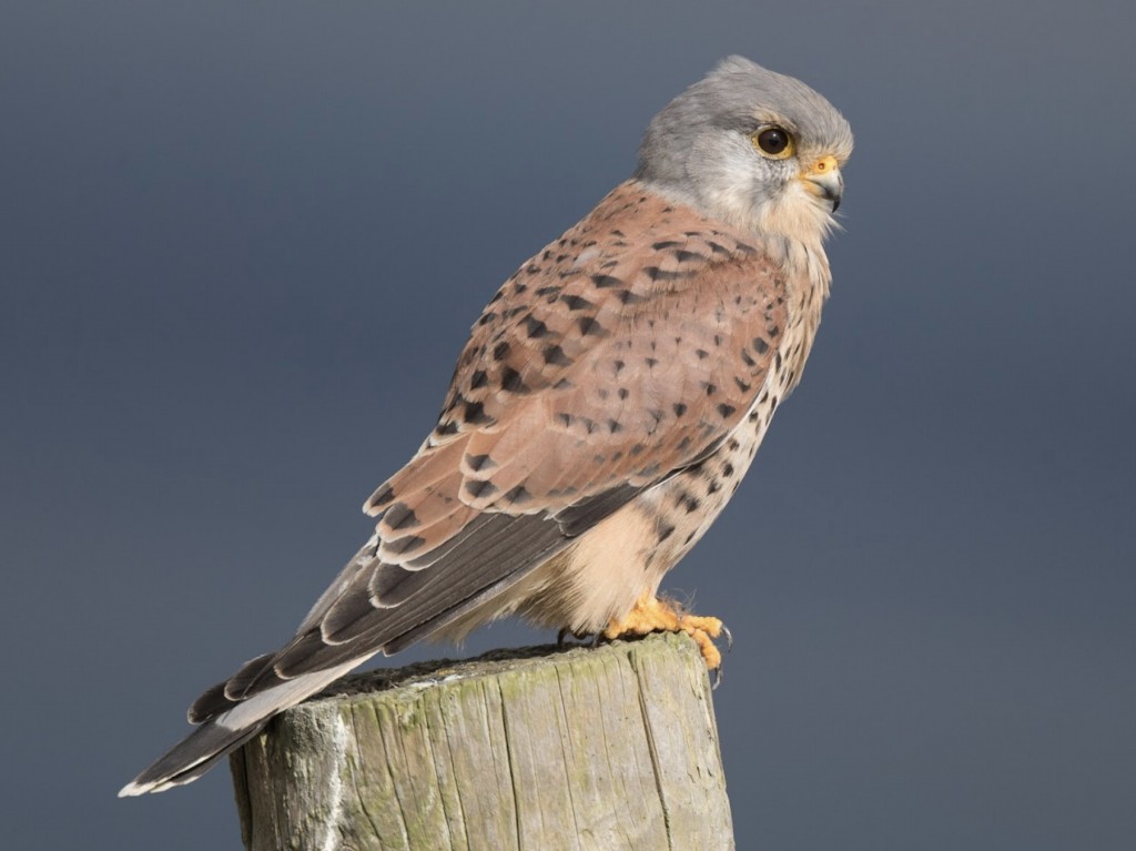 caracteristicas do kestrel