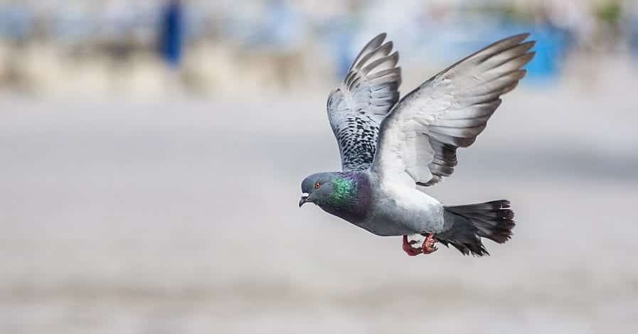 caracteristicas do pombo