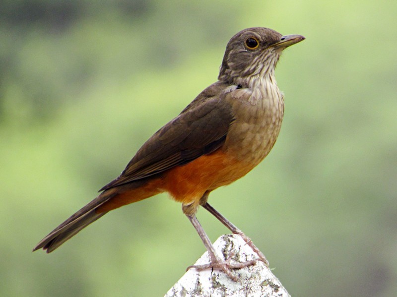 caracteristicas do sabia laranjeira