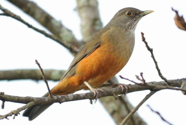 caracteristicas do sabia laranjeira