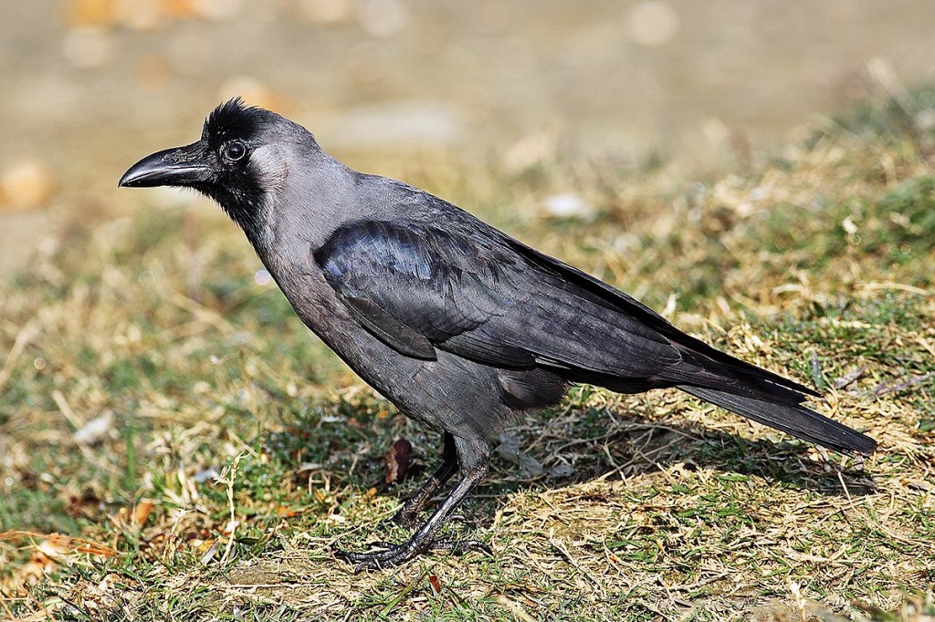 carateristicas do corvo