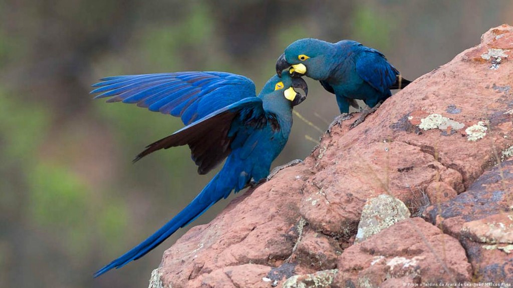 casal de arara azul