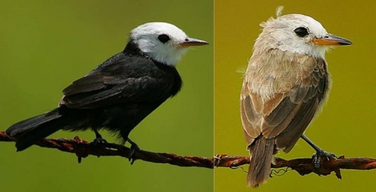 Como diferenciar o freirinha macho da fêmea