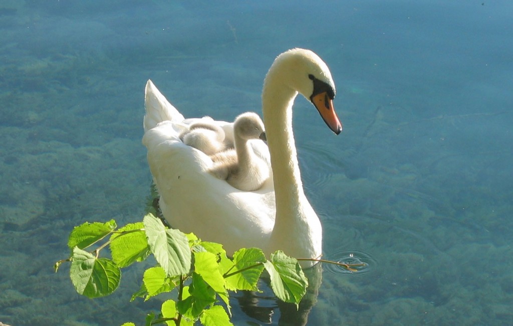 cisne 