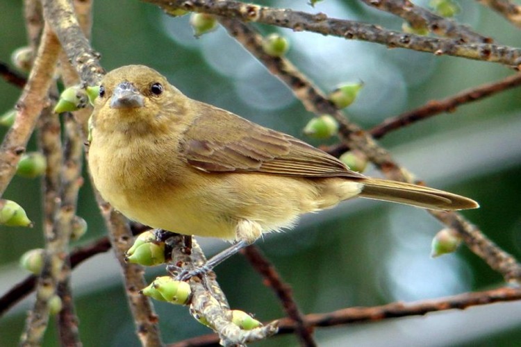 Coleiro Baiano Habitat