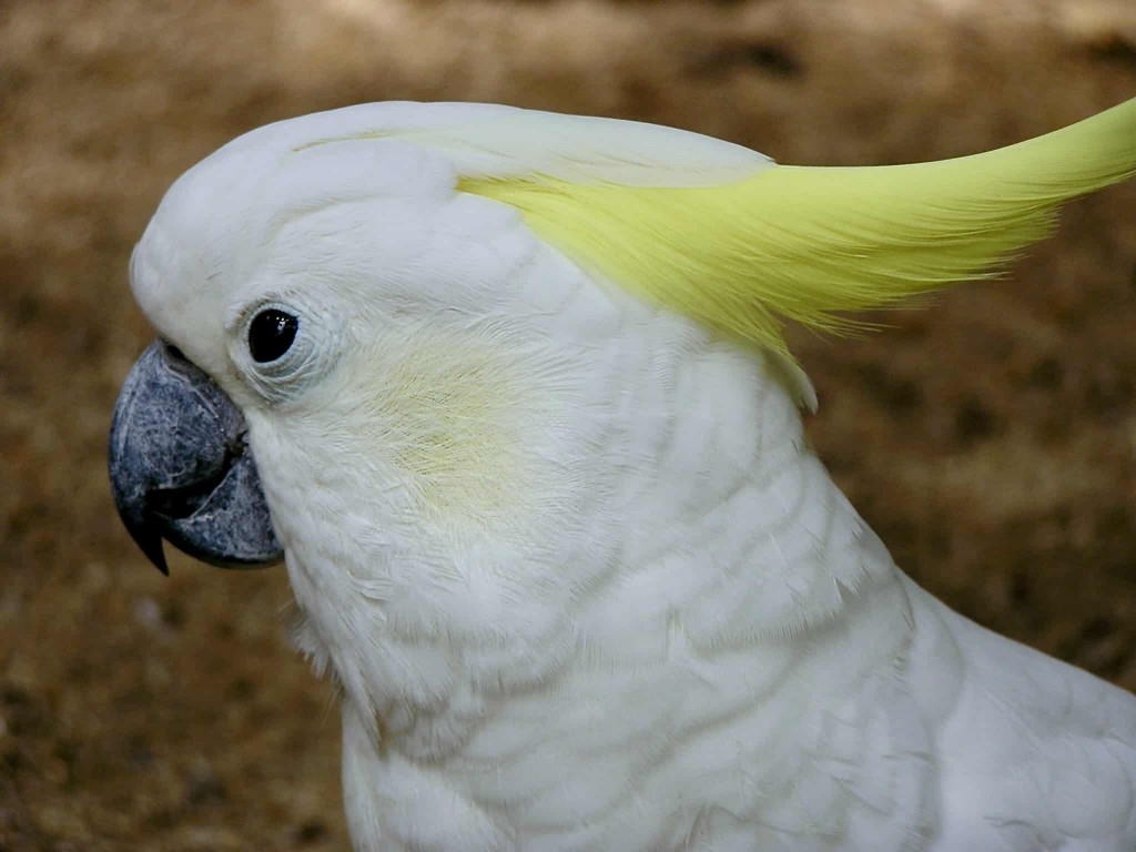 como cuidar das cacatuas