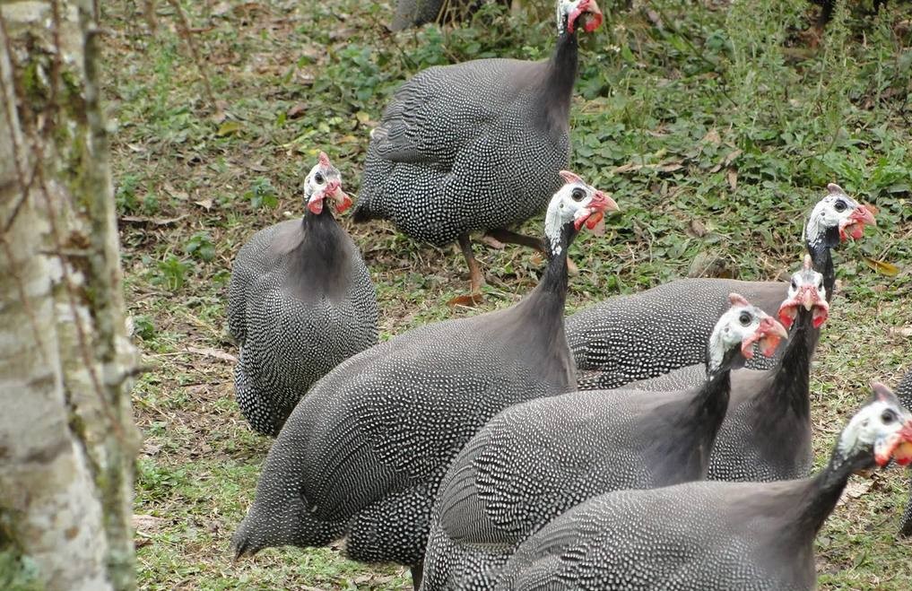 Comportamento da Galinha da Angola