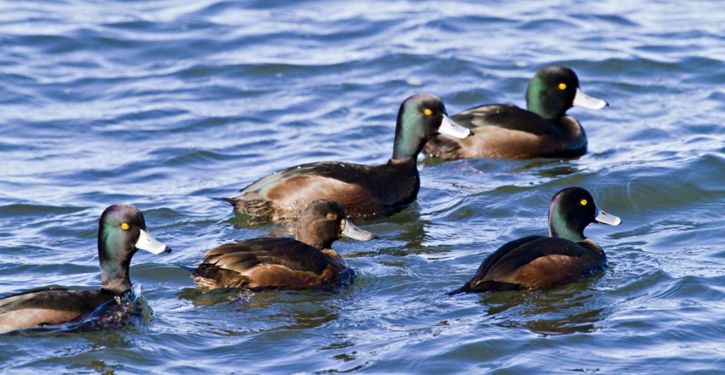 Comportamento do Pato Selvagem