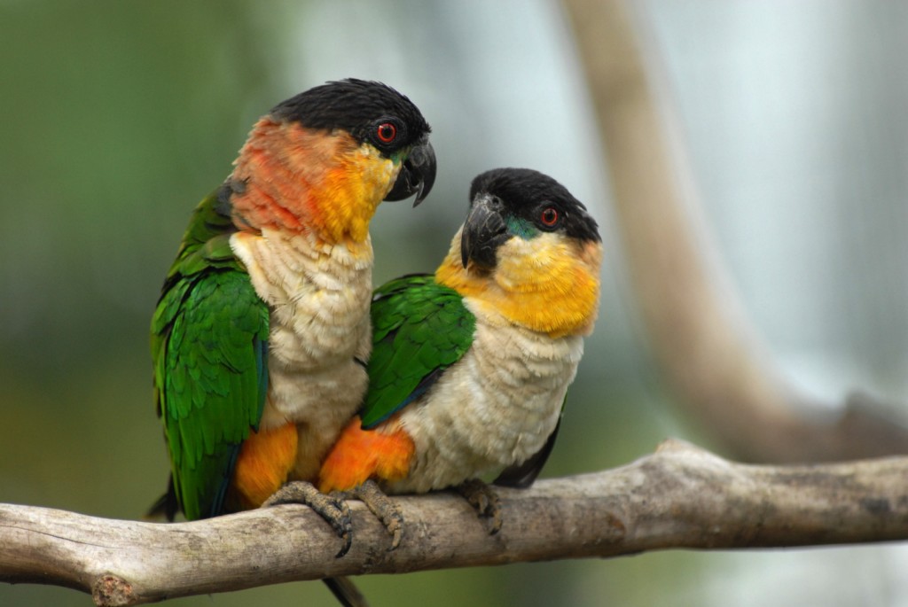 Comportamento do Caique da Cabeça Preta