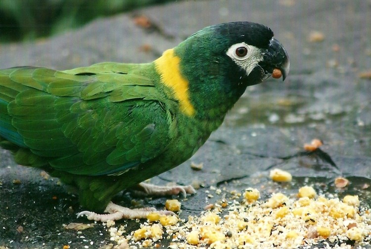 cores da arara de colarinho amarelo