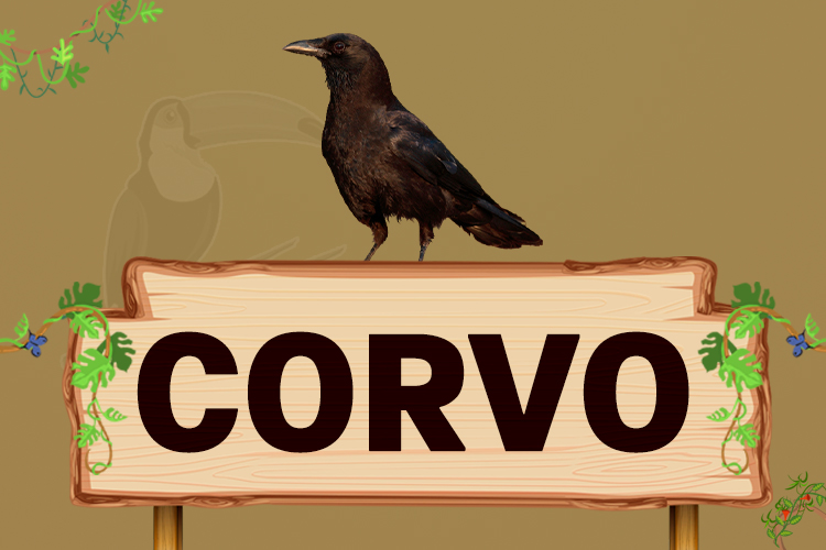 corvo