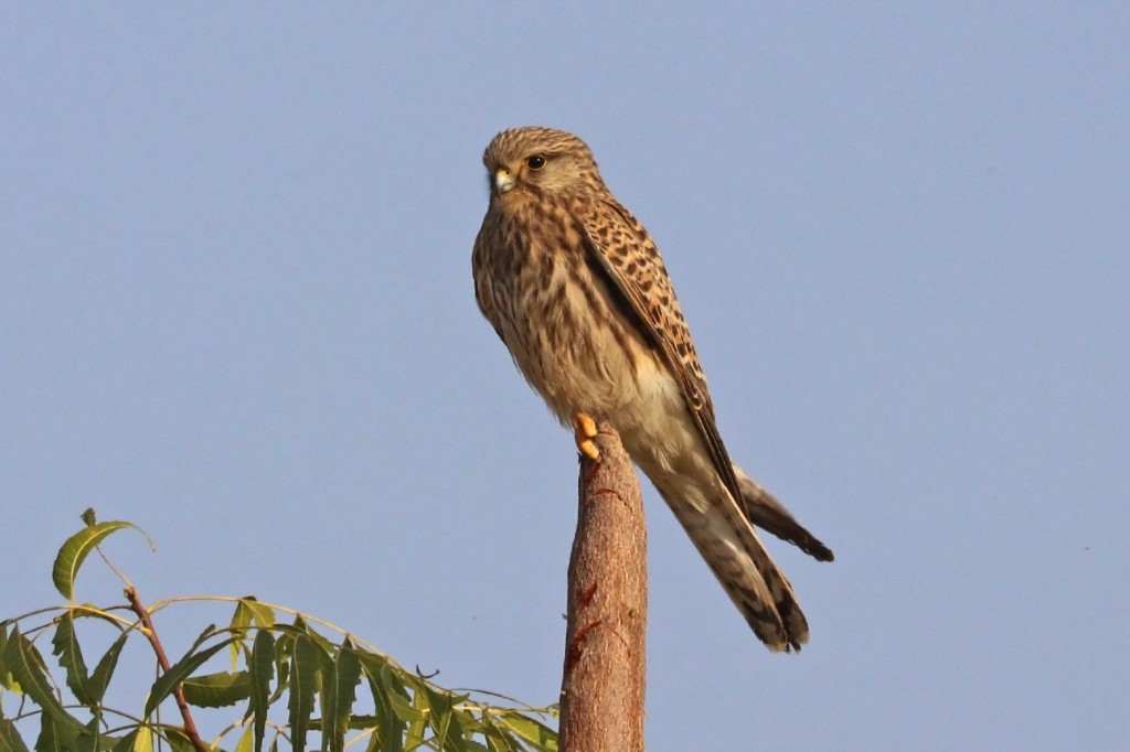 criacao do kestrel 