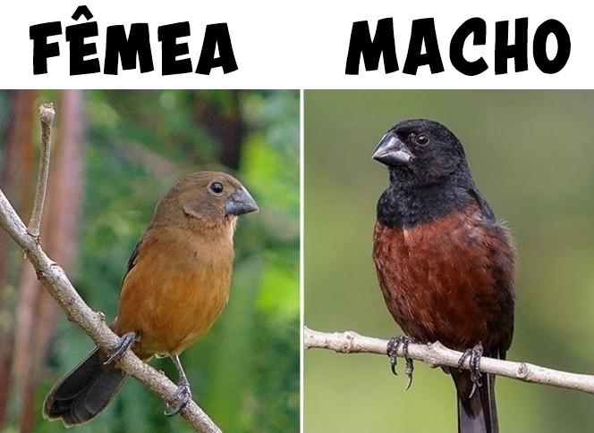 como diferenciar o curio macho da femea