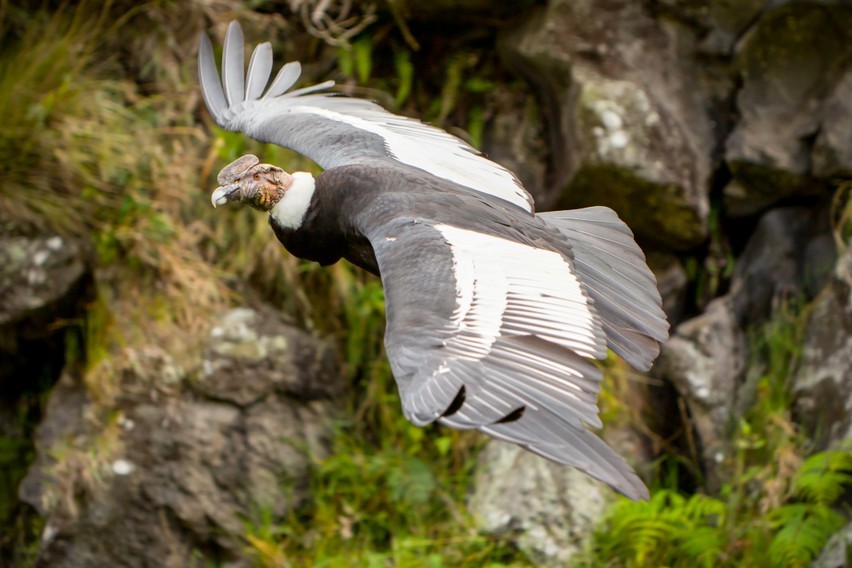 comportamento do condor andino
