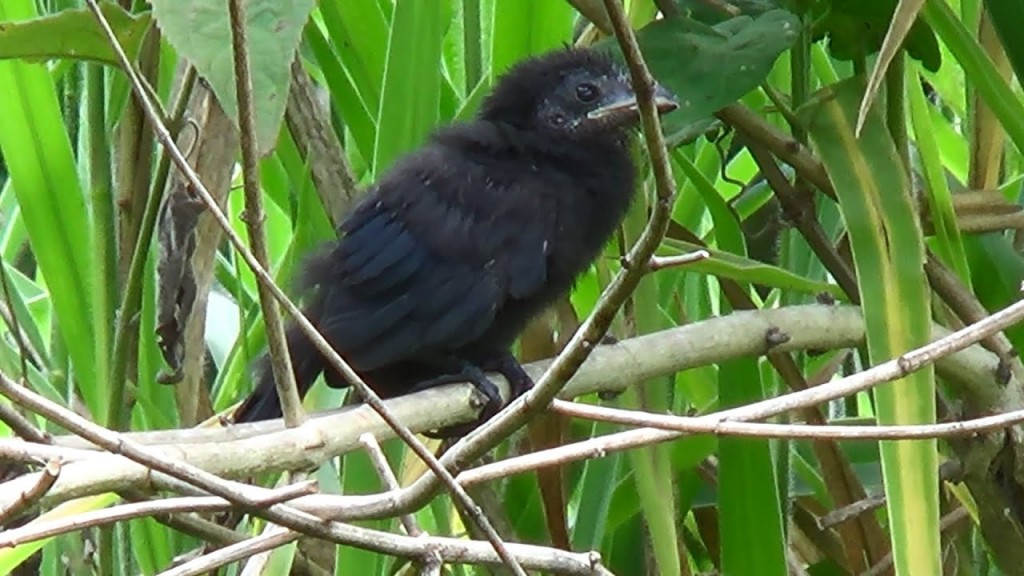 filhote de anu preto