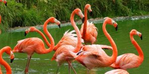 flamingo