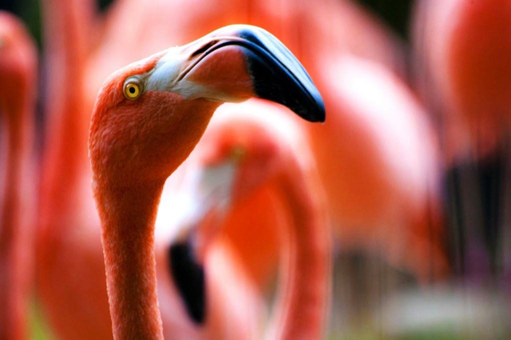 flamingo