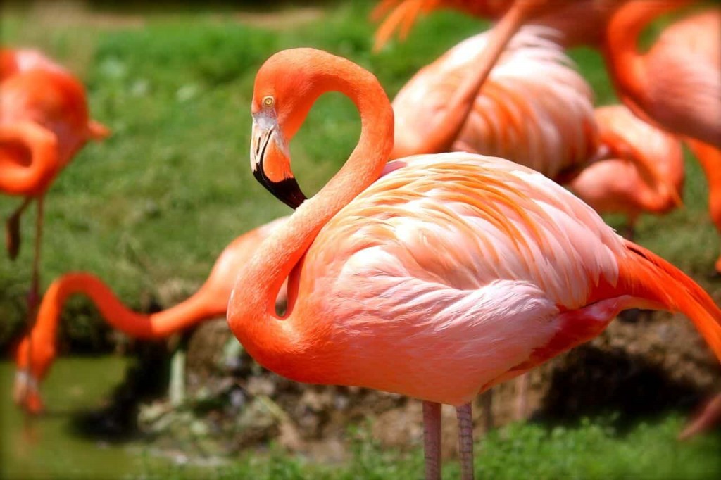 flamingo