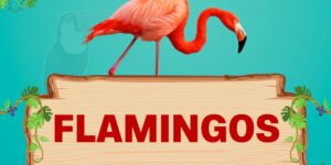 flamingos