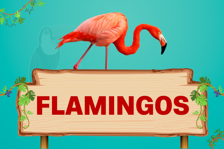 flamingos