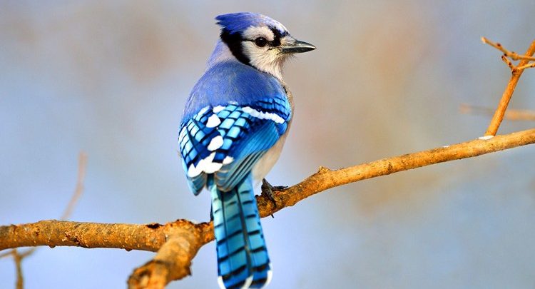 Tem Gaio-azul no Brasil?