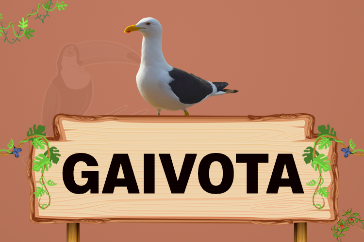 gaivota