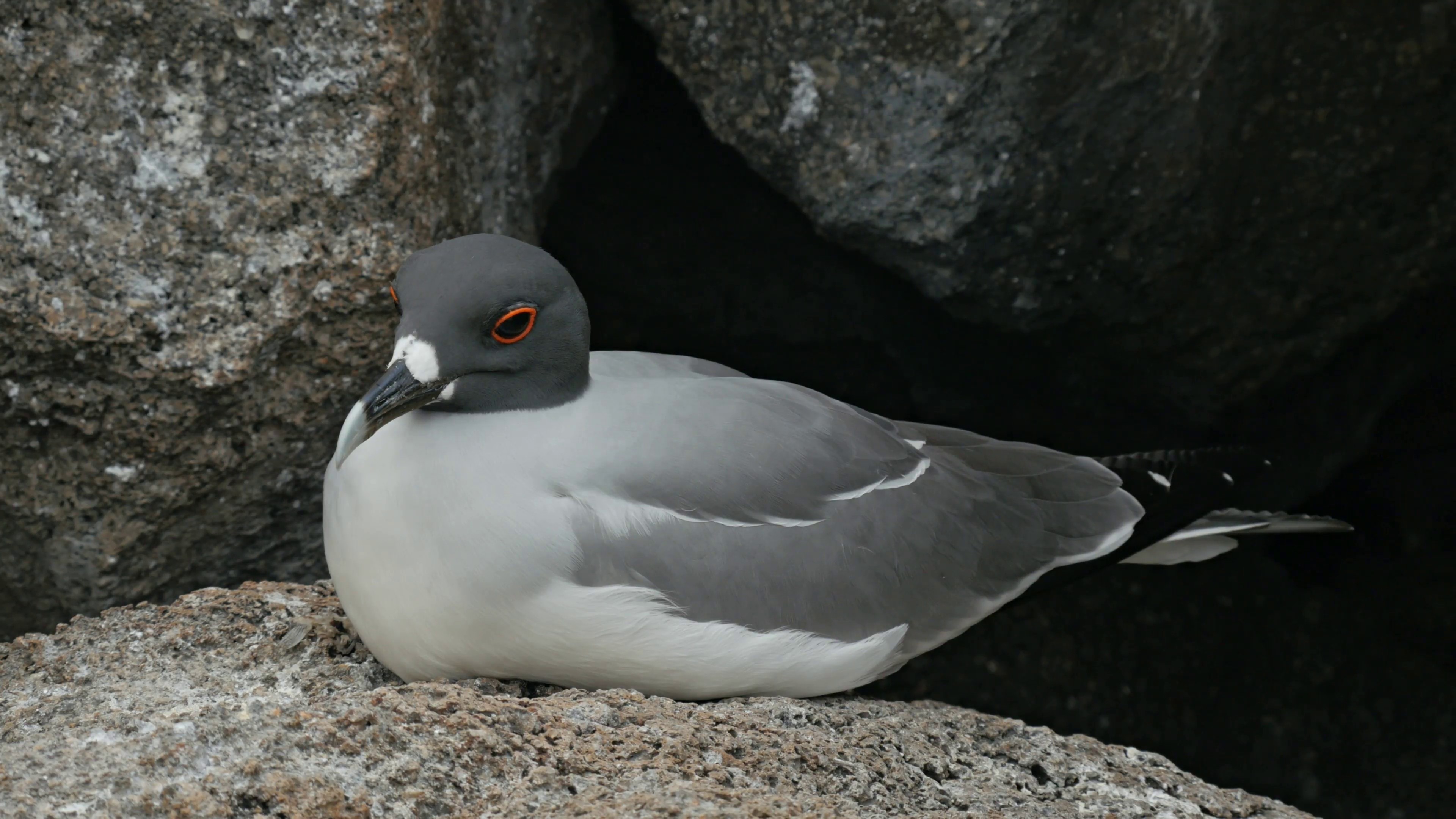 Gaivota da Lava habitat