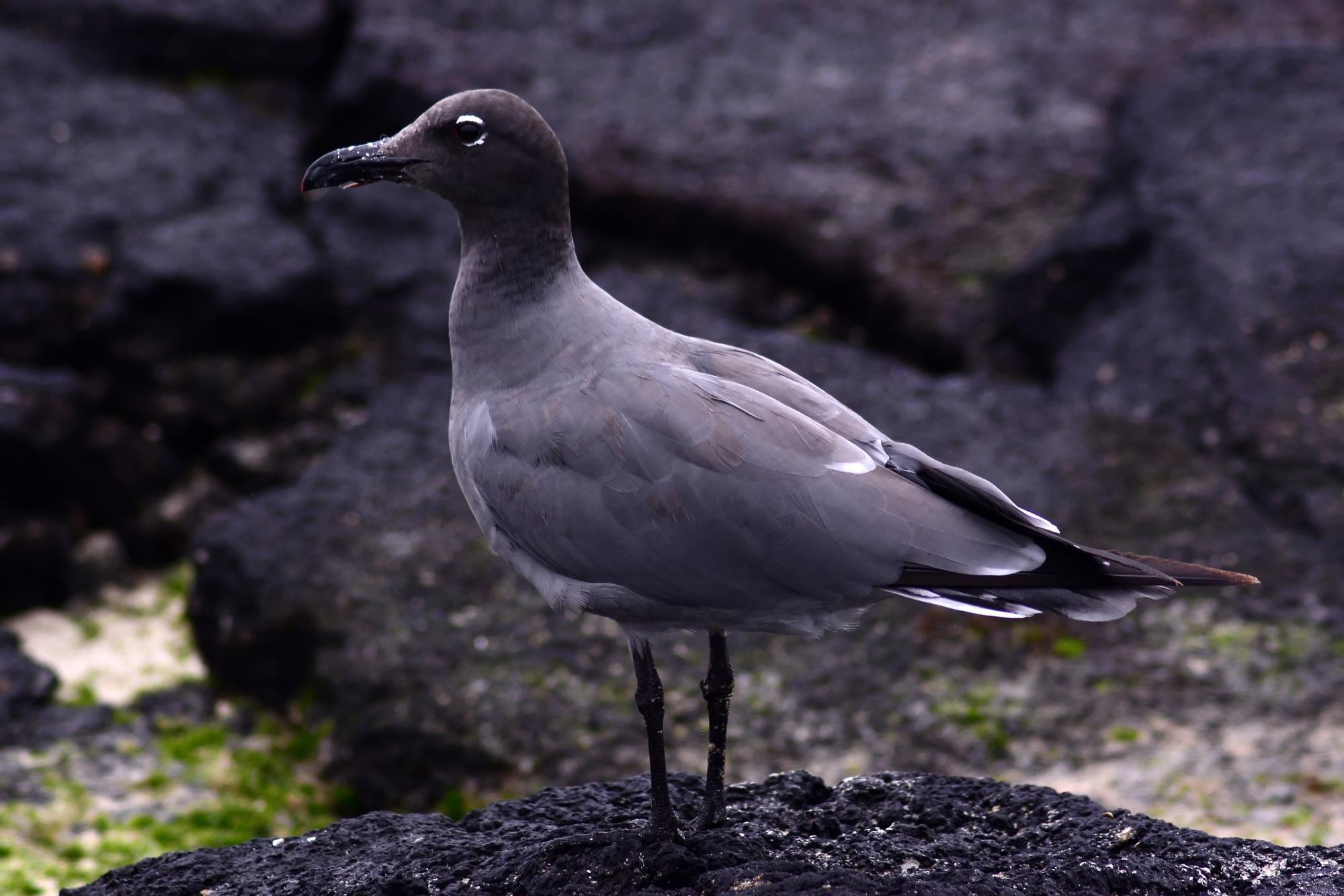 gaivota da lava