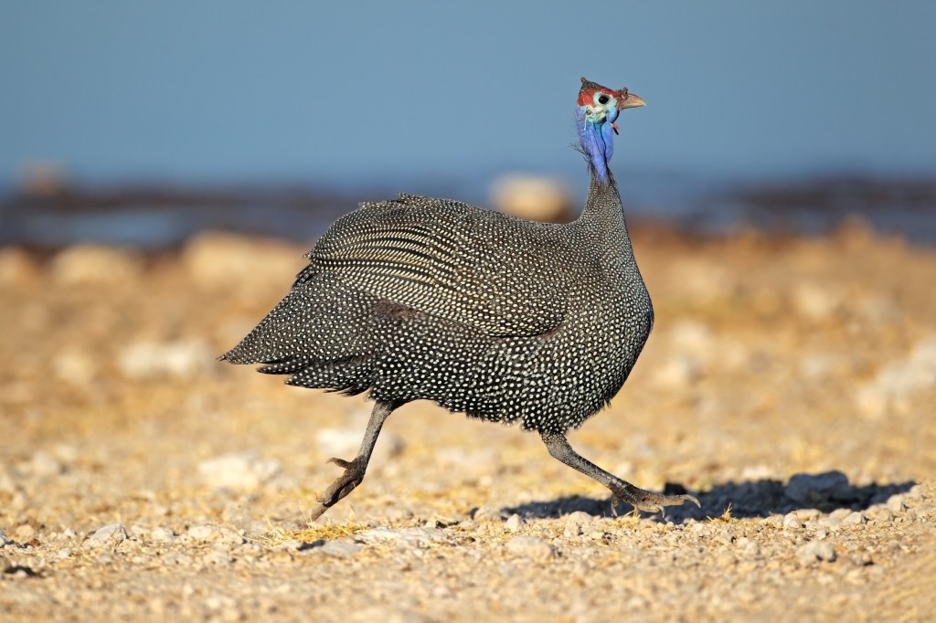 galinha da angola