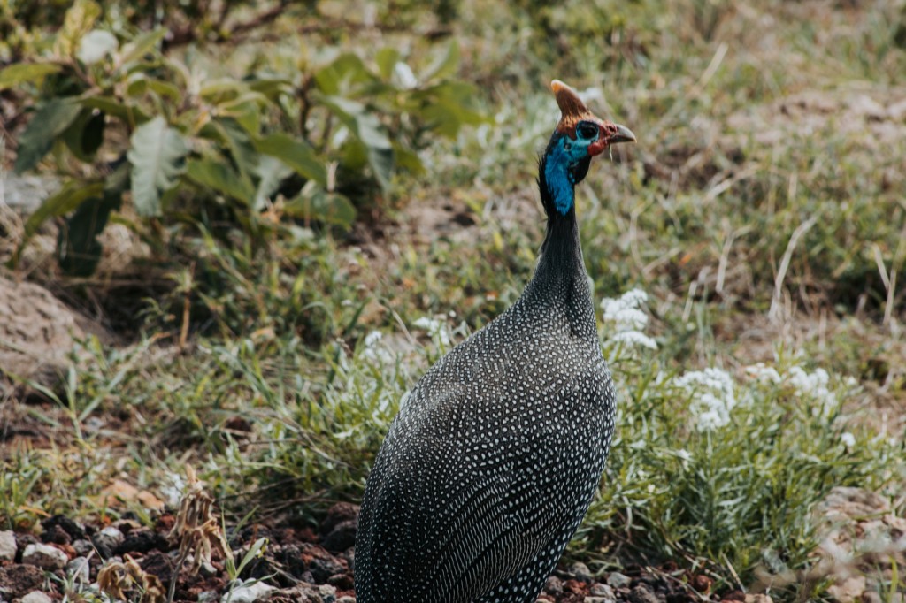 galinha da angola