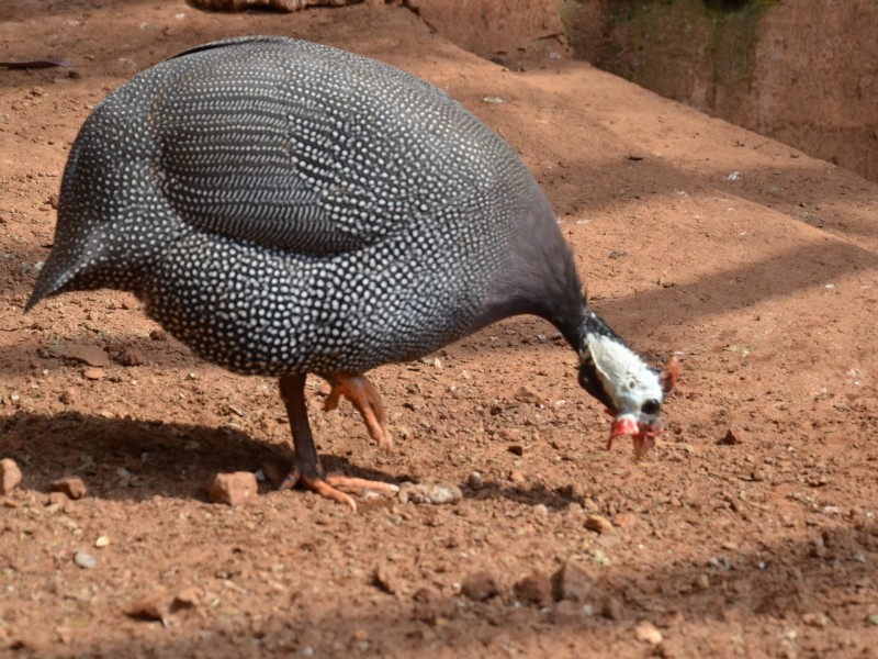 galinha da angola