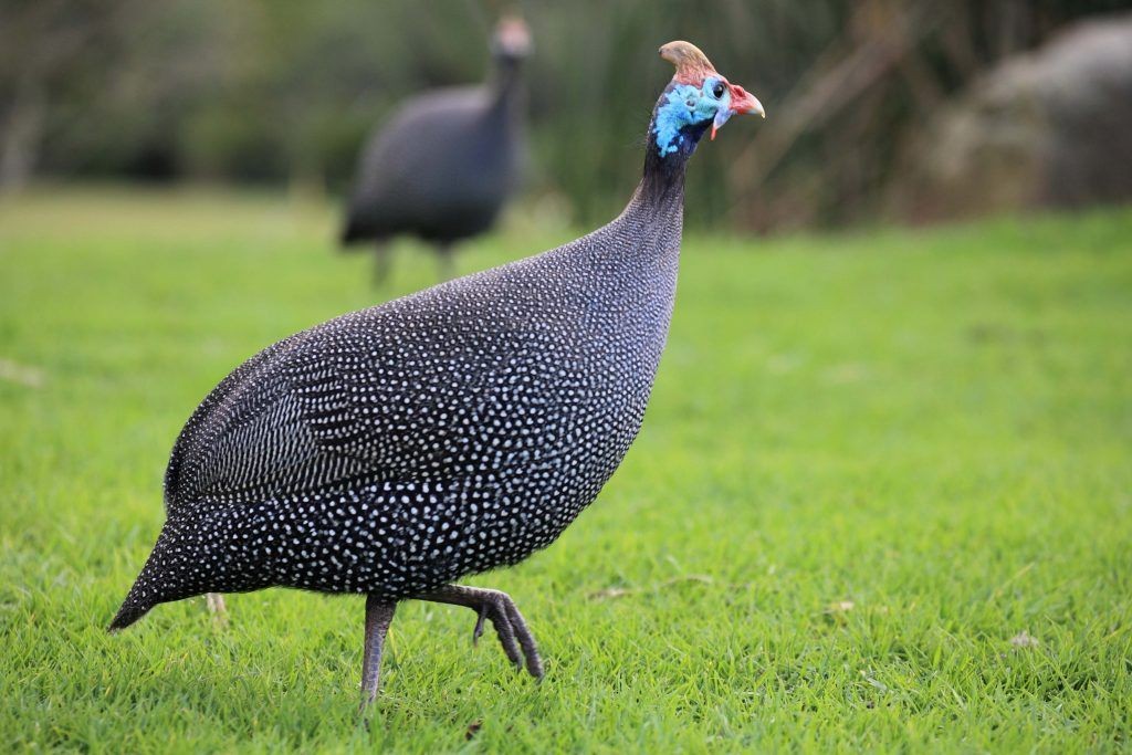 Galinha da Angola