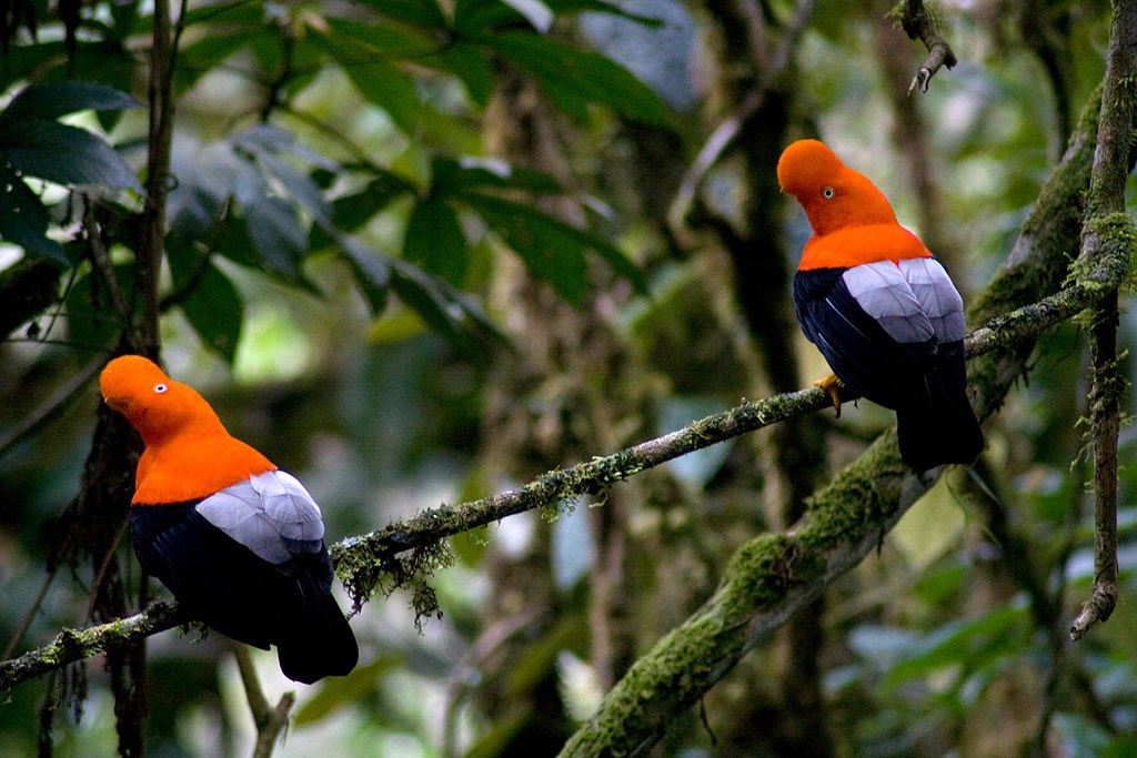 Galo da Serra