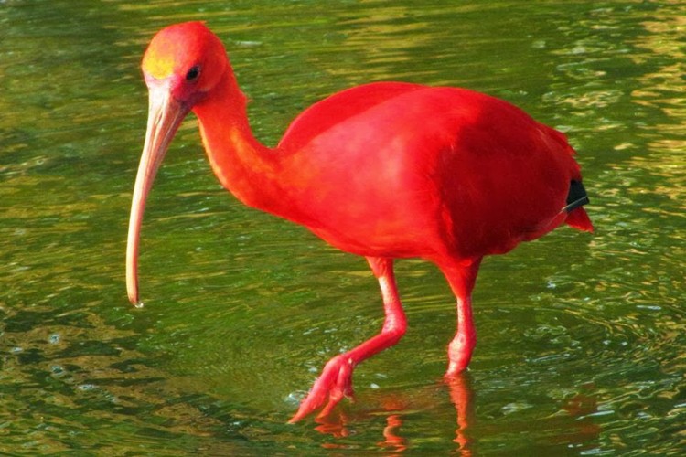 Guará Habitat
