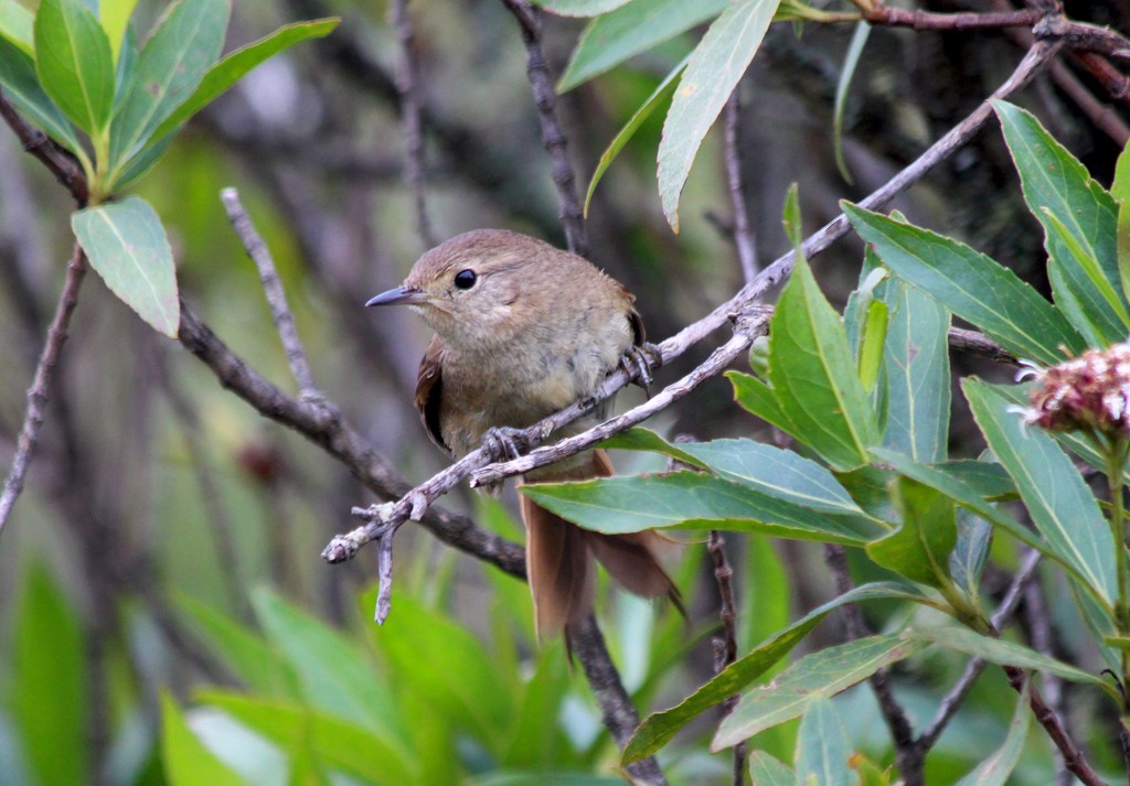 habitat da garrincha chorona