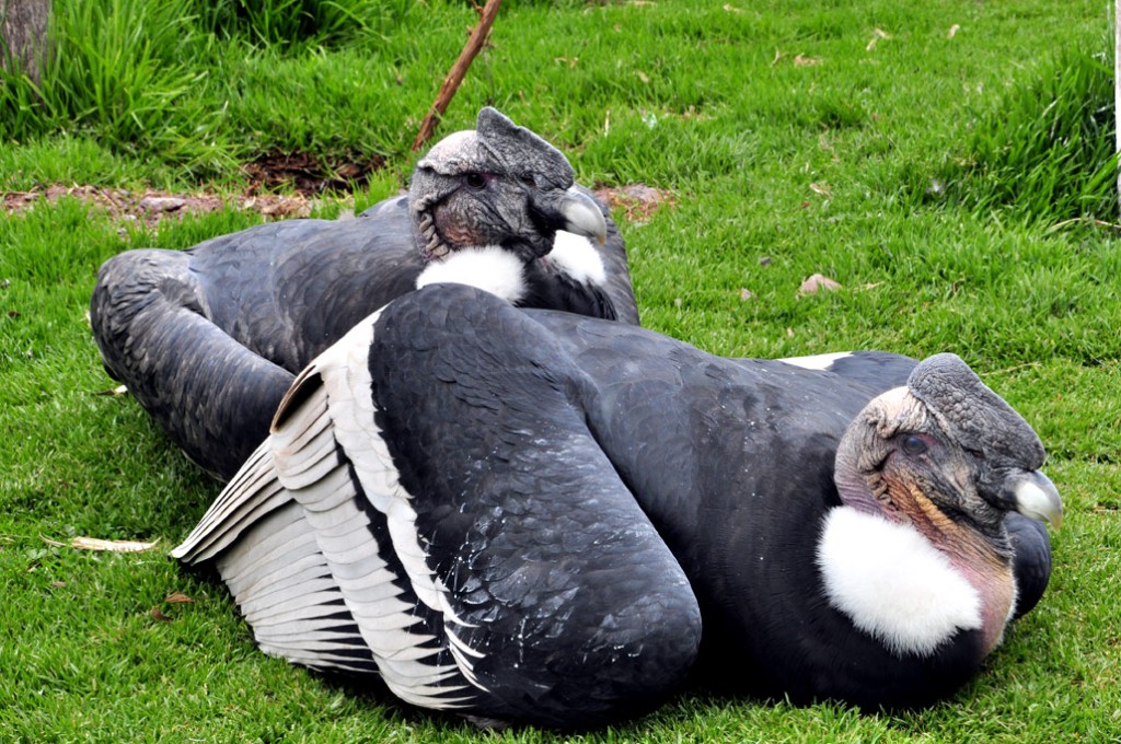 Habitat do Condor Andino