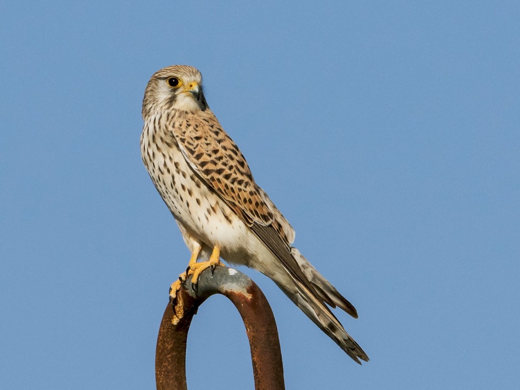 habitat do kestrel