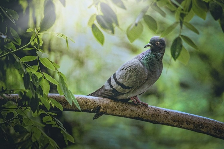 habitat do pombo