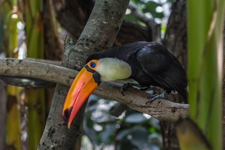 habitat do tucano